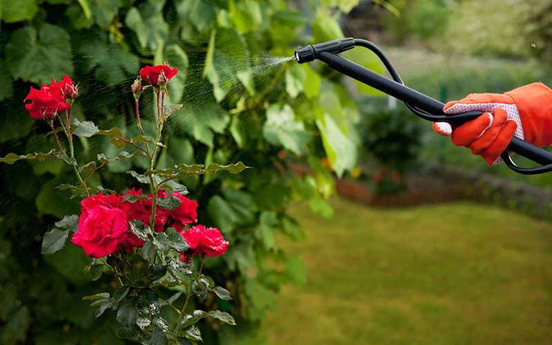 Gardener spraying roses with pest control