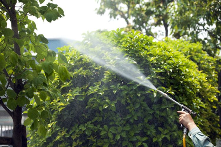 Gardener spraying trees with pest control