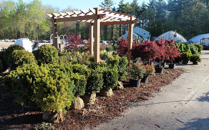 Shrubs and bushes at Coastal Landscaping and Garden Center