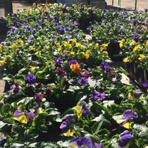 Rows of pansy flowers ready to plant at Coastal Landscaping and Garden Center