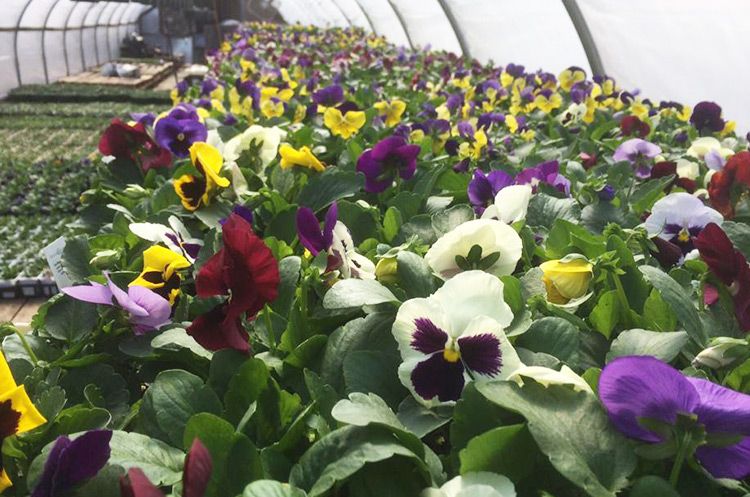 Rows of pansy flowers at Coastal Landscaping and Garden Center